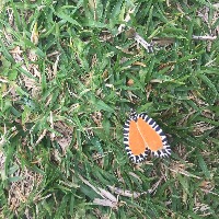 Lombriz Roja Californiana