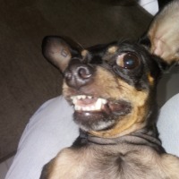 Peluqueria profesional canina